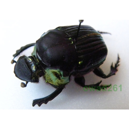 Diabroctis mimas Linnaeus, 1758 male Peru